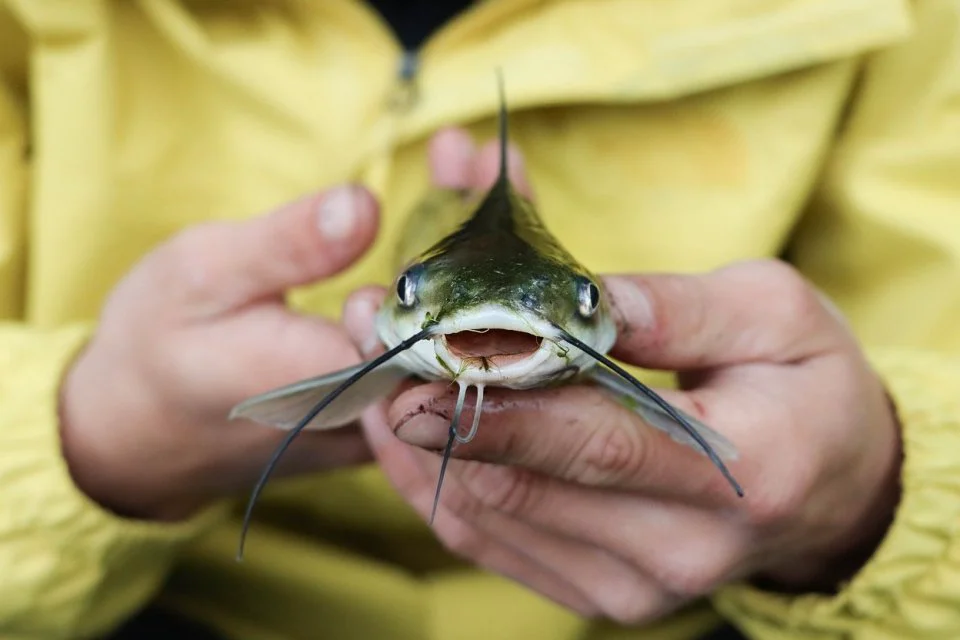 Umpan Ikan Lele Rahasia Memancing dengan Cara yang Efektif