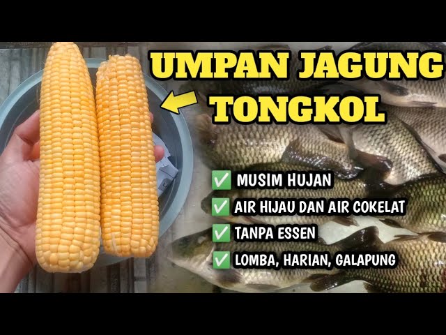 Jagung Umpan Efektif untuk Memikat Ikan Air Tawar